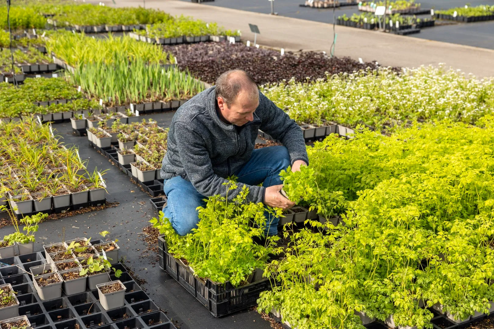 Digitale rooilijst & planning 